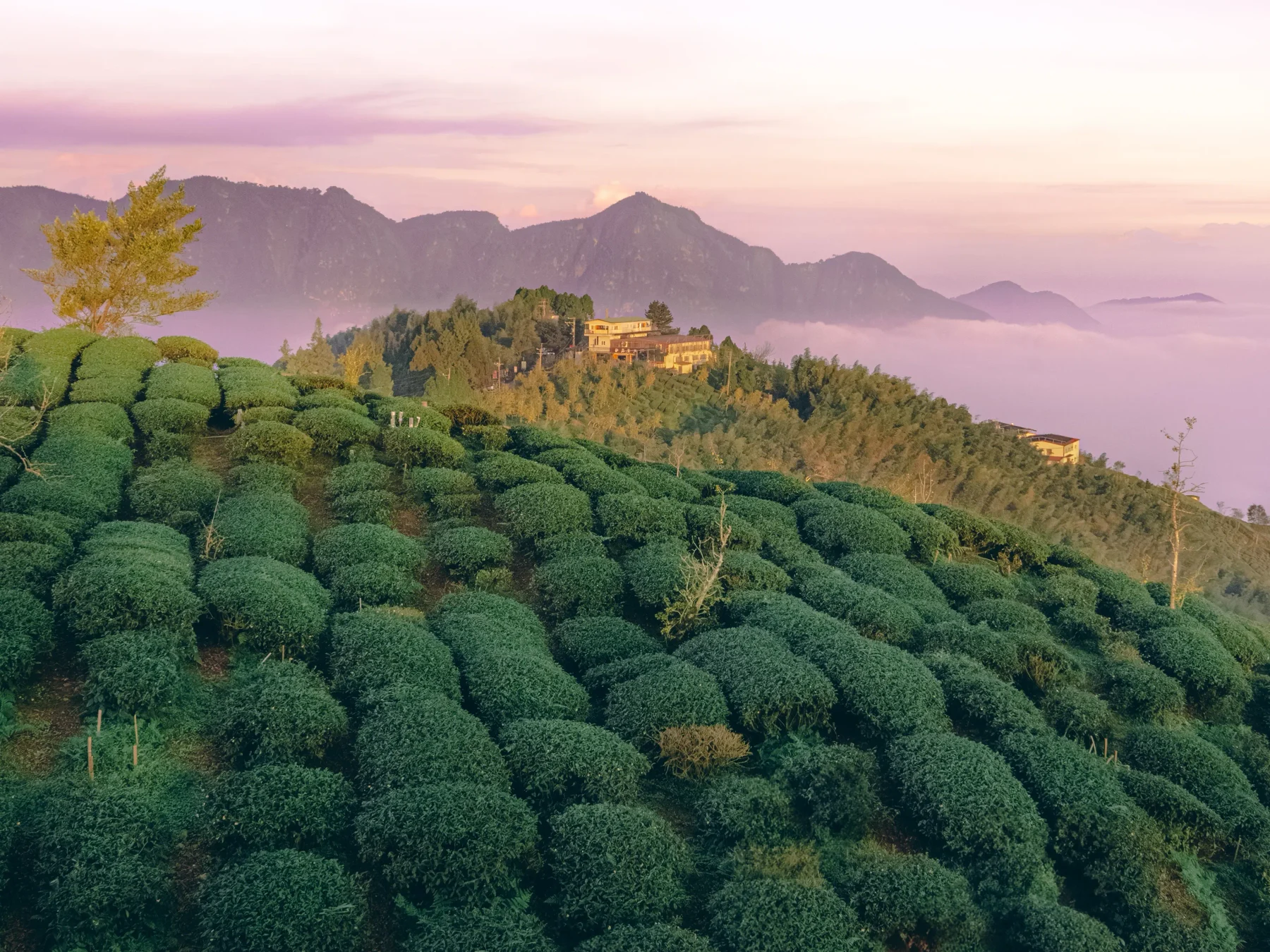 Sunset over a Taiwan mountain tea plantation with rows of oolong bushes, misty peaks, and cloud sea in the background.